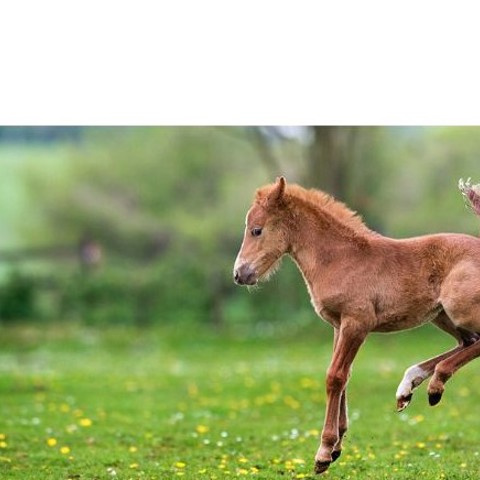 Jumping Foal In Field