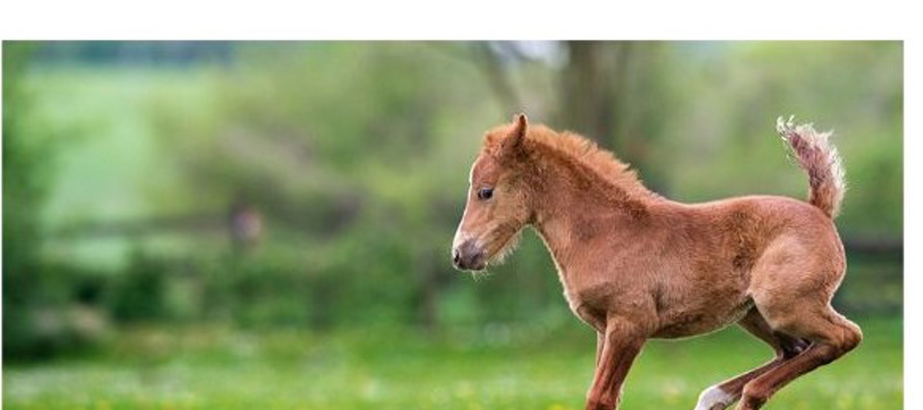 Jumping Foal In Field