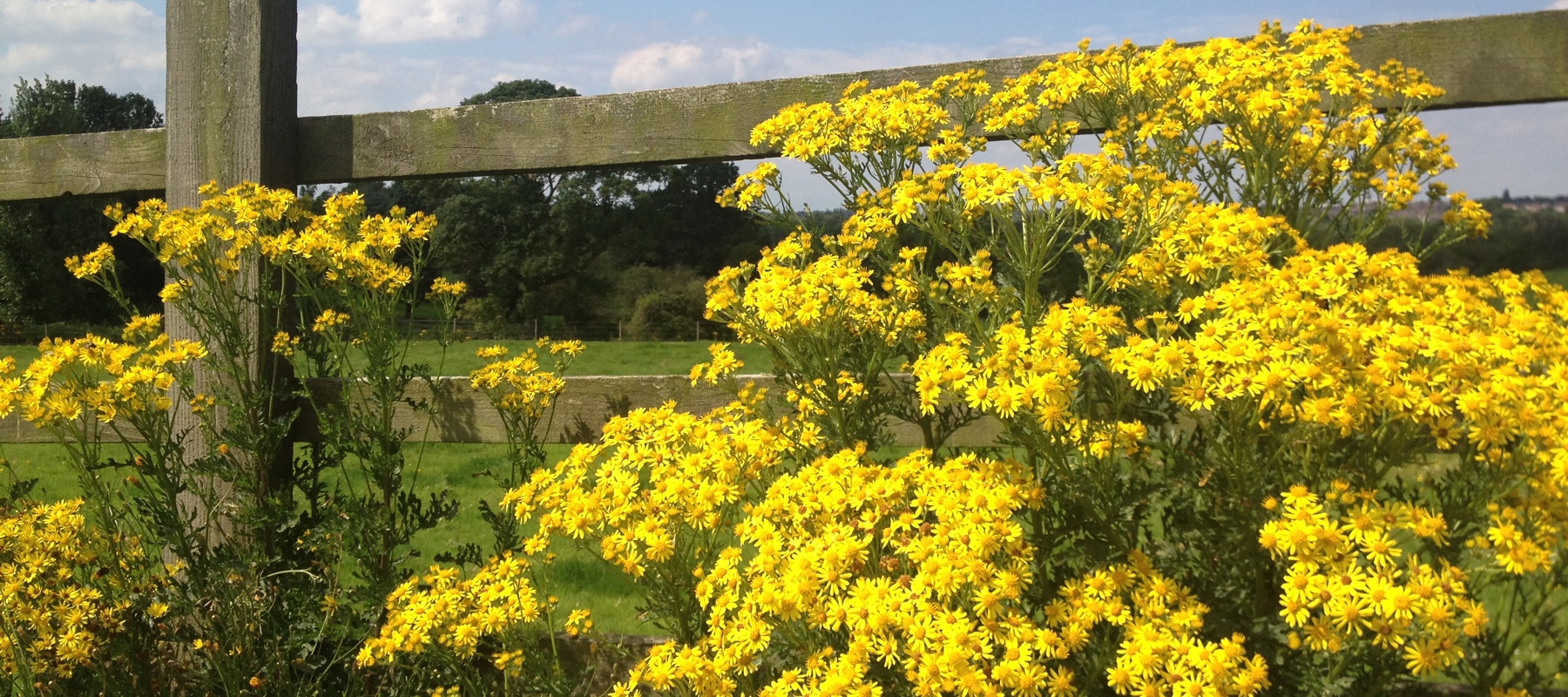 Ragwort