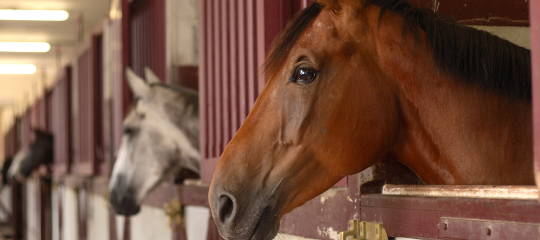 Horses Heads In Stable Shutterstock 64999777