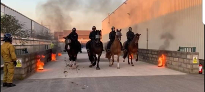 Merseyside Mounted Police Horses