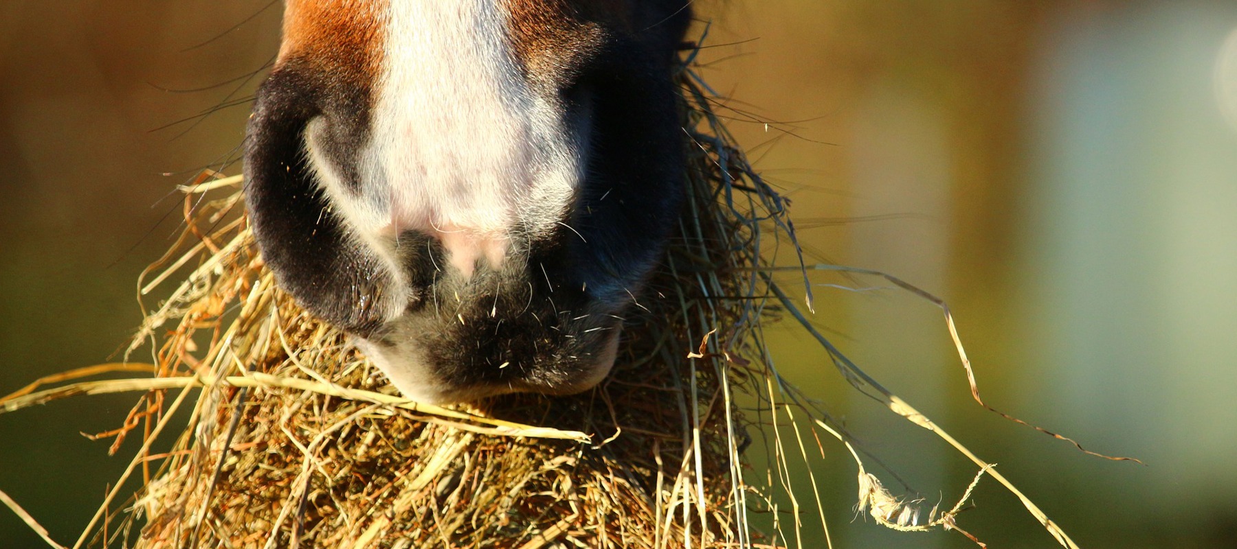 Free Image No Credit Needed Horse Eating Hay 3