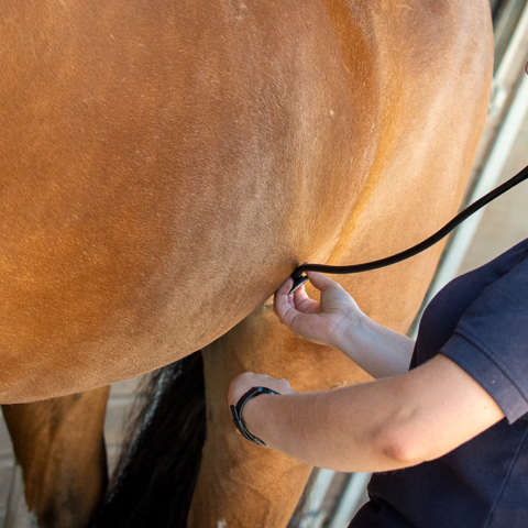 Woman checking a horse for signs of colic