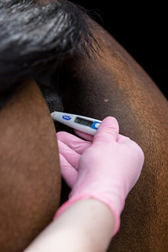 Horses temperature being taken