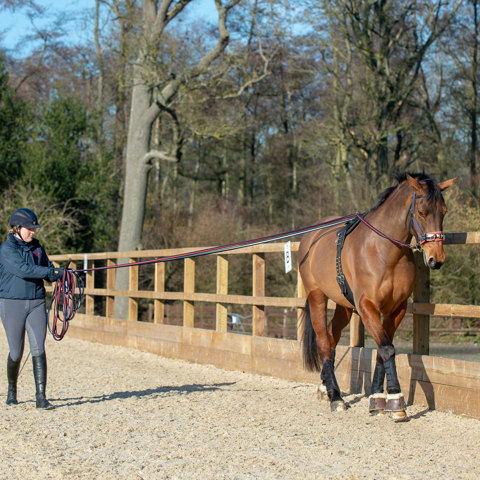 Section 3 Training Horses