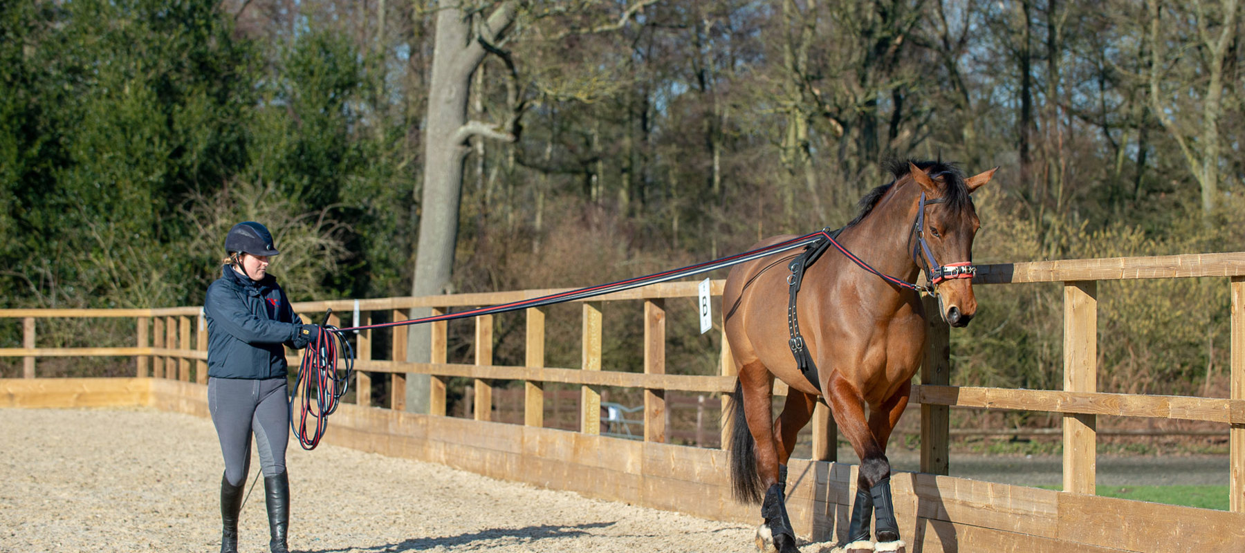 Section 3 Training Horses