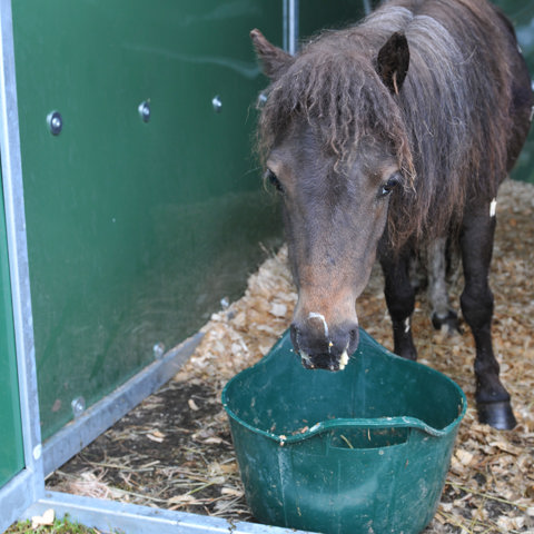 Nasal Discharge Credit Redwings Horse Sanctuary Edited