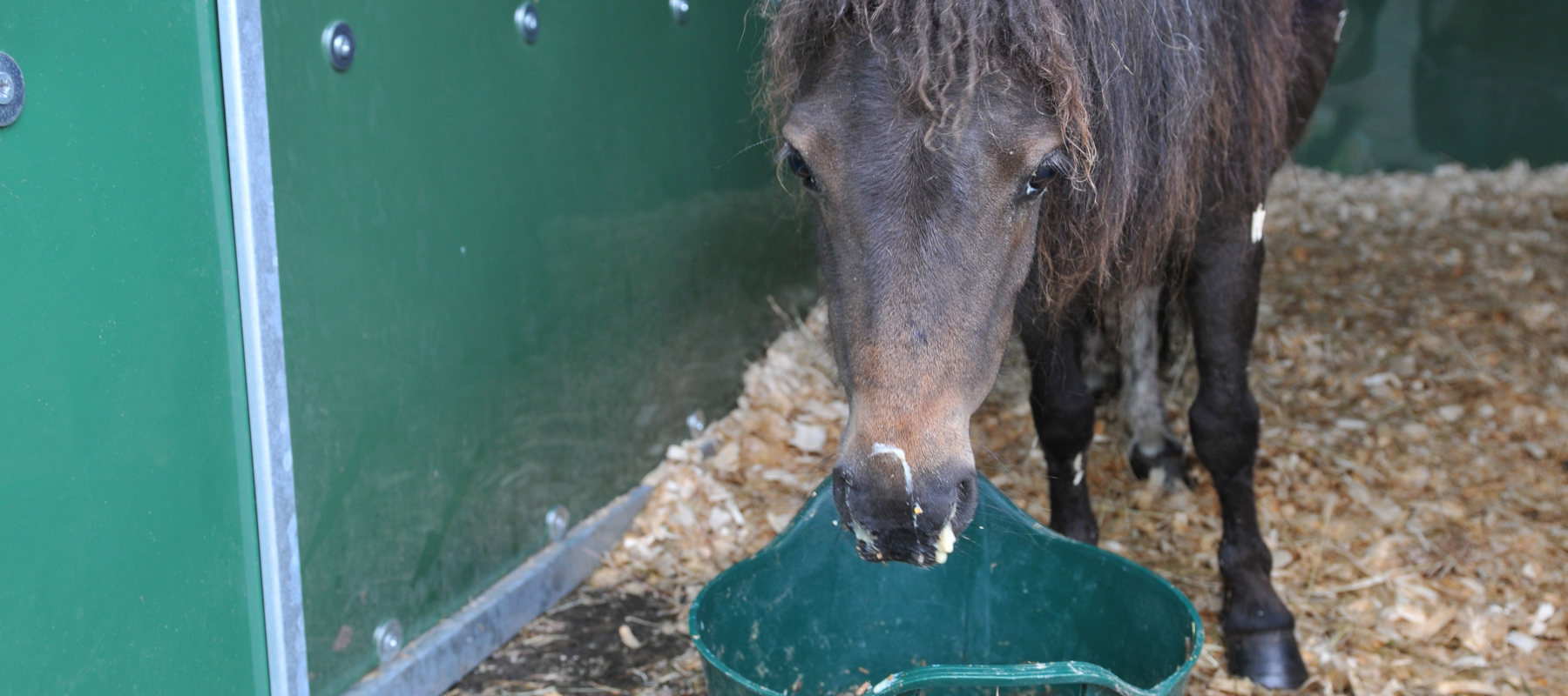 Nasal Discharge Credit Redwings Horse Sanctuary Edited