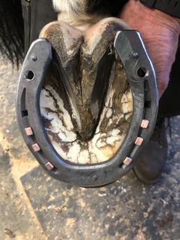 Shod horses hoof