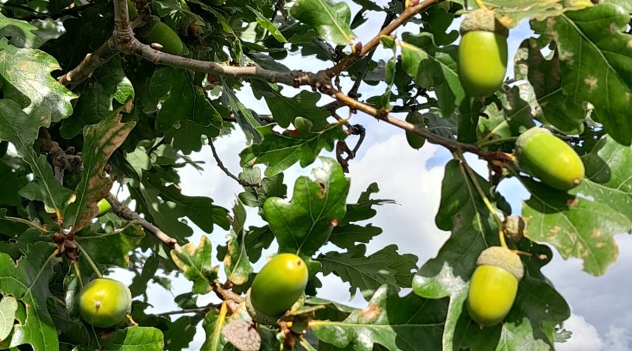 Acorns And Oak Leaves