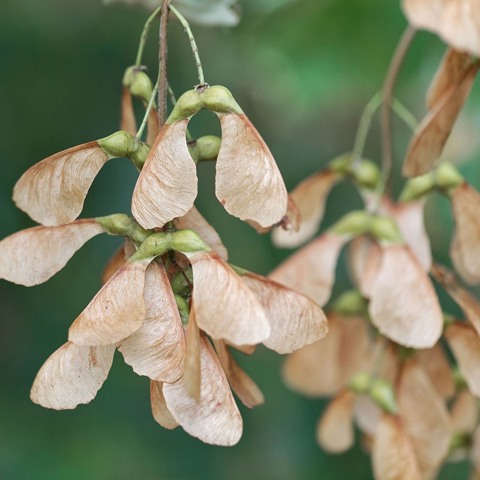 Sycamore Seed