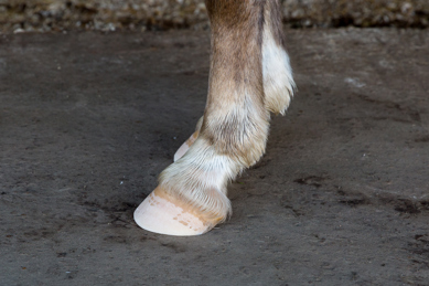 Horse Hoof