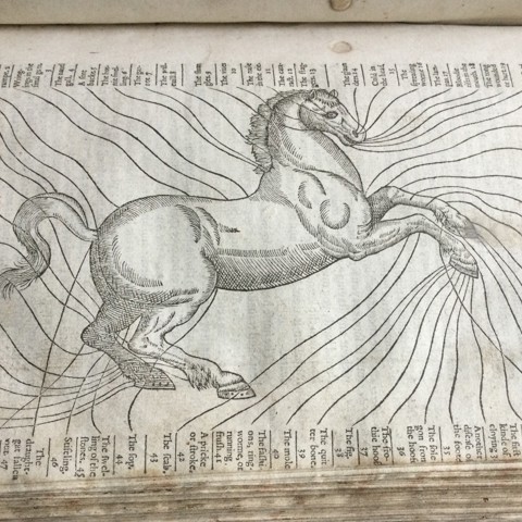 Horse From Maison Rustique 1600