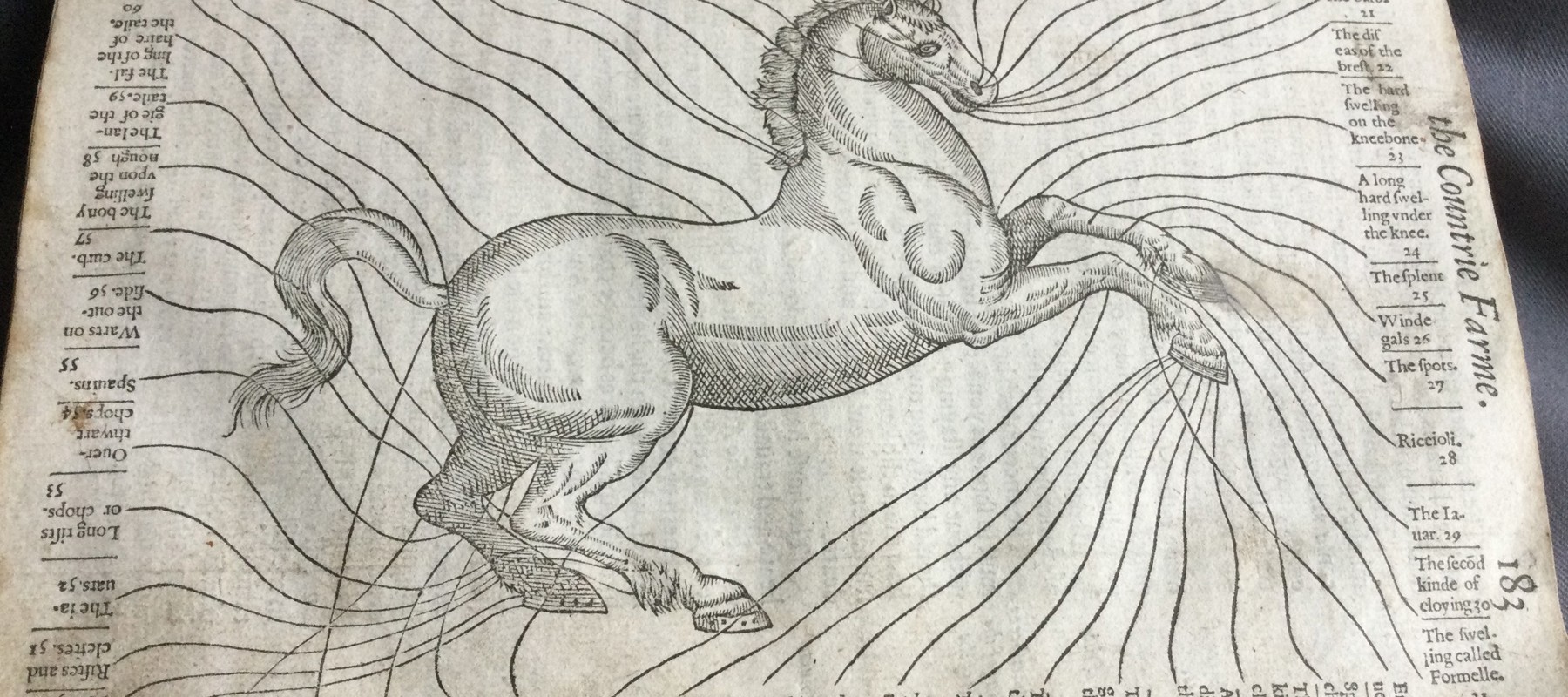 Horse From Maison Rustique 1600