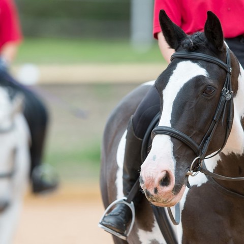 Complete Horsemanship 1