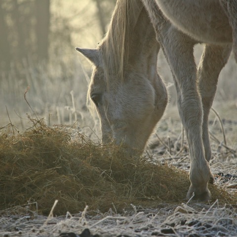 Free Image No Credit Needed Frosty Hay