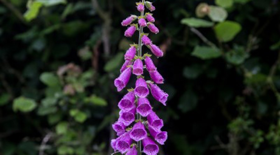 41 Foxglove