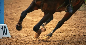 Horses Hooves