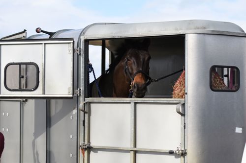 Horse in a silver horse box