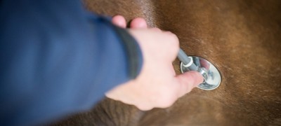 Equine Healthcare BHS EDUC PATHWAY MILLFIELD 7427