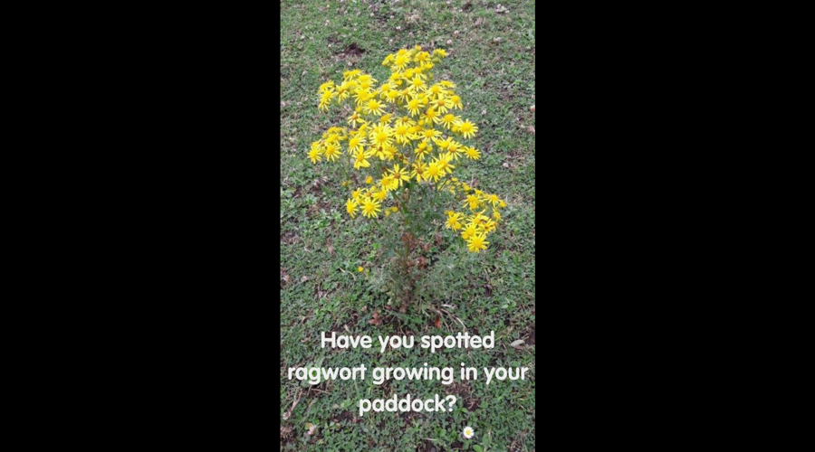 Ragwort Video