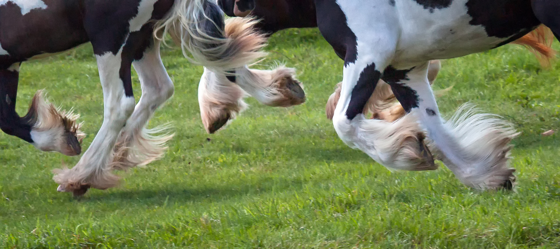 Cob Horse Hoofs Shutterstock